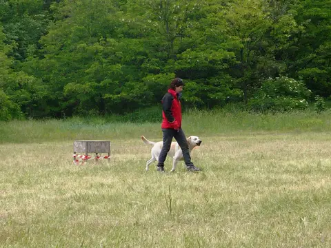 Pest County Rescue Dog Competition - IRO Testing Event