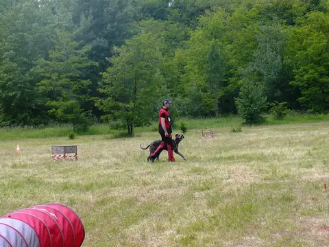 Pest County Rescue Dog Competition - IRO Testing Event