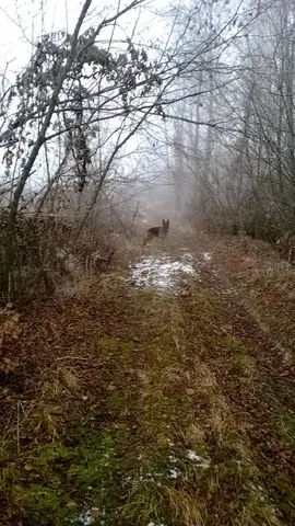 Misiune de căutare Sălicea