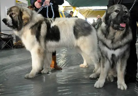CST - Napoca Dog Show