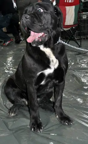 CST - Napoca Dog Show
