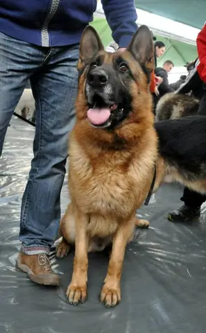 CST - Napoca Dog Show
