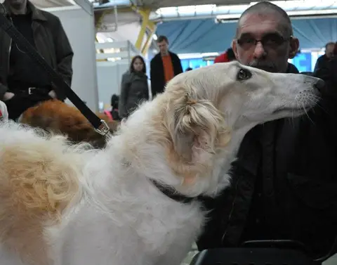 CST - Napoca Dog Show