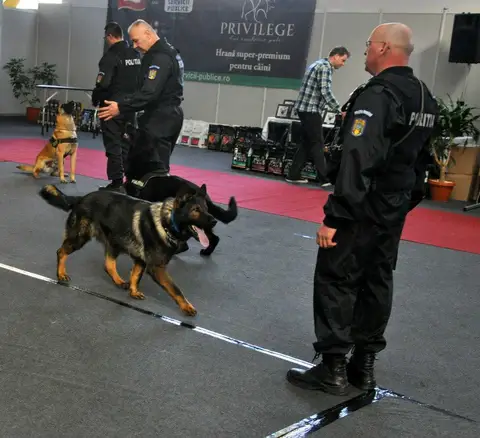 CST - Napoca Dog Show