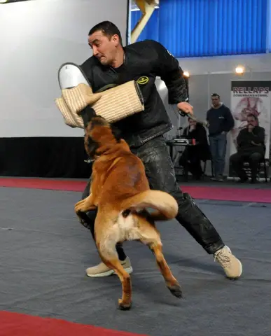 CST - Napoca Dog Show