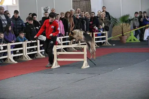 CST - Napoca Dog Show