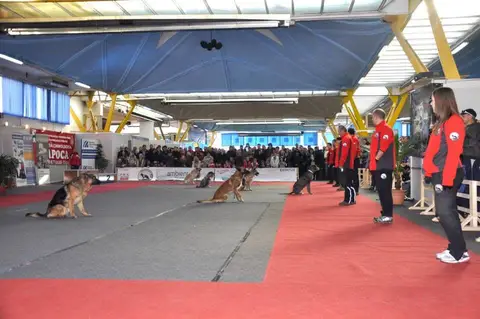 CST - Napoca Dog Show