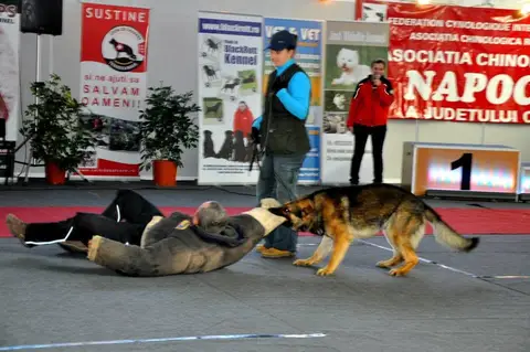 CST - Napoca Dog Show