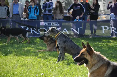 HiperParada Animalelor la Cora - ediția a VI-a