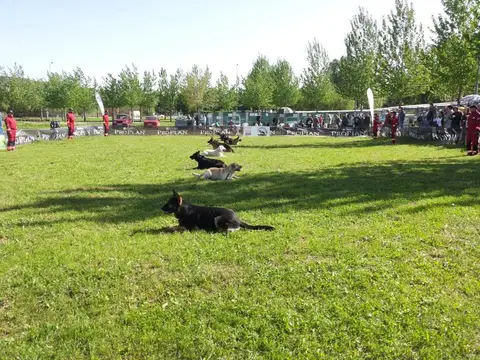 HiperParada Animalelor la Cora - ediția a VI-a