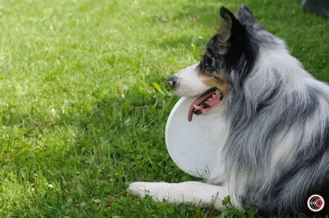 HiperParada Animalelor la Cora - ediția a VI-a