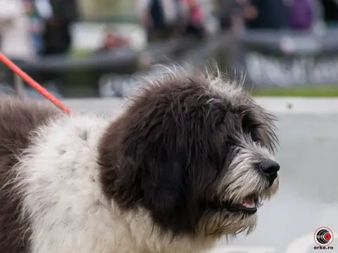 HiperParada Animalelor la Cora - ediția a VI-a