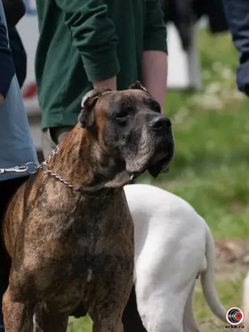 HiperParada Animalelor la Cora - ediția a VI-a