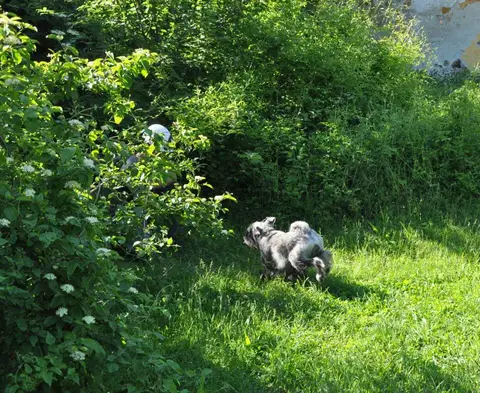 Tabăra internațională pentru câini de salvare, Austria, 2014