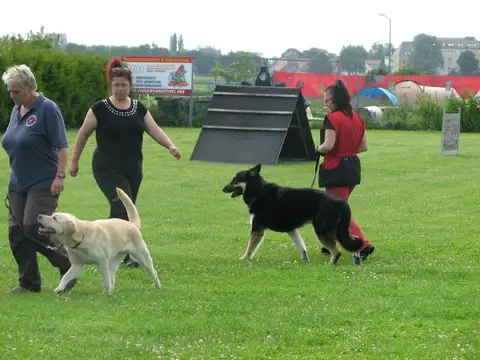 Tabăra internațională pentru câini de salvare, Austria, 2014
