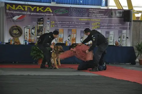Napoca Dog Show 2015