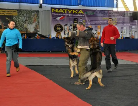 Napoca Dog Show 2015