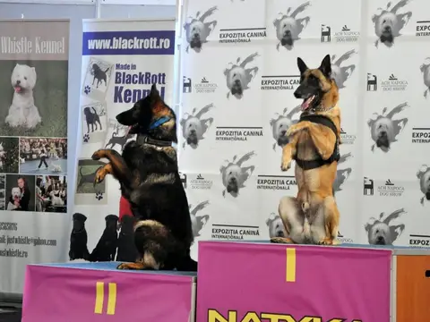 Napoca Dog Show 2015