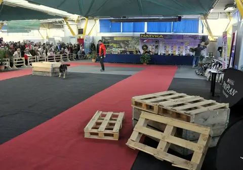 Napoca Dog Show 2015