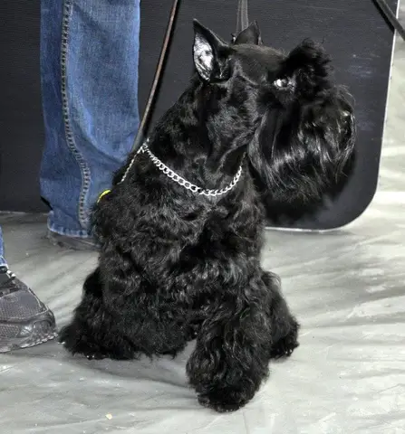 Napoca Dog Show 2015