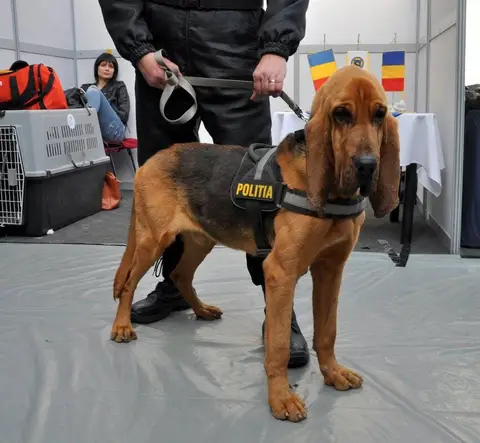 Napoca Dog Show 2015