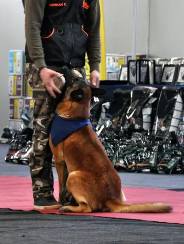 Napoca Dog Show 2015