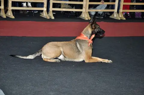 Napoca Dog Show 2015