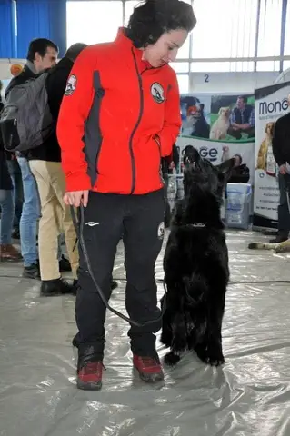 Napoca Dog Show 2015
