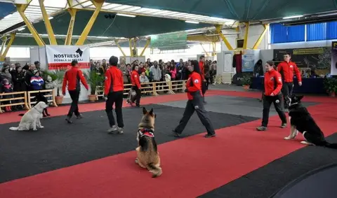 Napoca Dog Show 2015