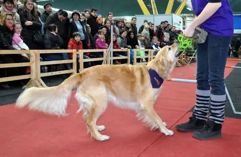 Napoca Dog Show 2015