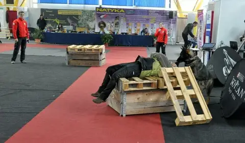 Napoca Dog Show 2015