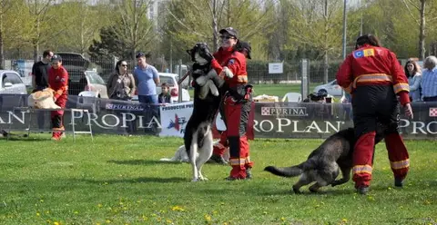 HiperParada Animalelor la Cora - ediția a VII-a