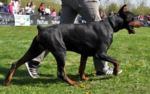 HiperParada Animalelor la Cora - ediția a VII-a