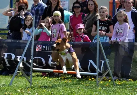 HiperParada Animalelor la Cora - ediția a VII-a