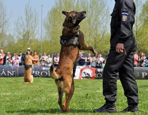 HiperParada Animalelor la Cora - ediția a VII-a