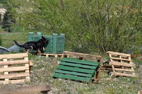 HiperParada Animalelor la Cora - ediția a VII-a
