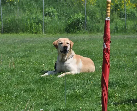 CST International Search and Rescue Dog Camp – 2015