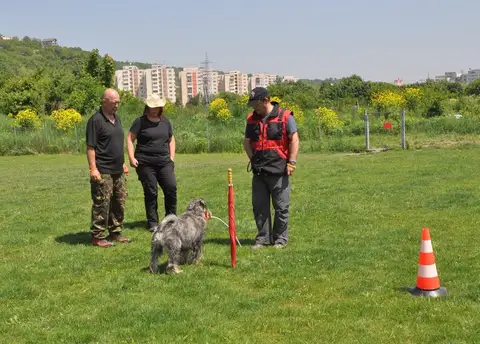 CST International Search and Rescue Dog Camp – 2015
