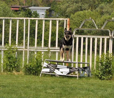 CST International Search and Rescue Dog Camp – 2015