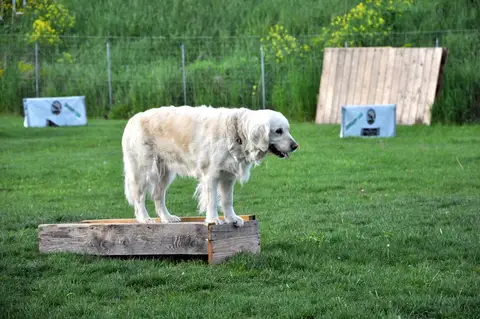 CST International Search and Rescue Dog Camp – 2015