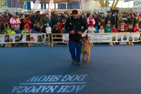 Napoca Dog Show 2016