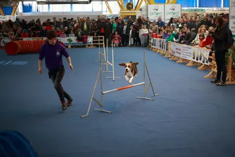 Napoca Dog Show 2016