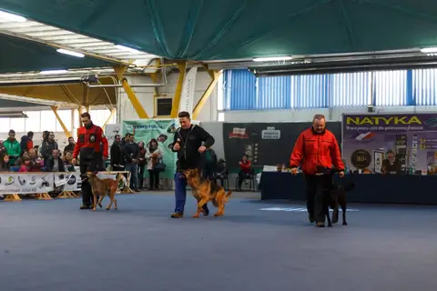 Napoca Dog Show 2016