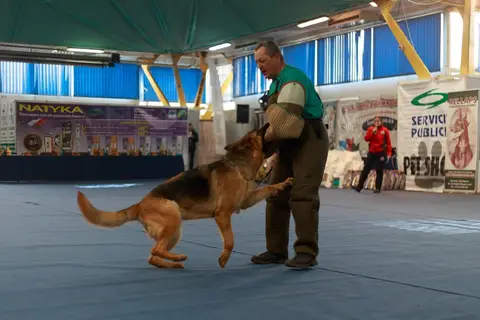 Napoca Dog Show 2016