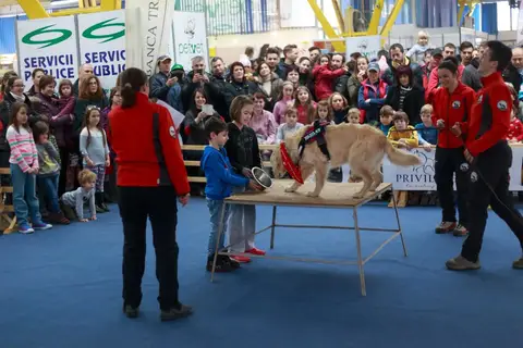 Napoca Dog Show 2016