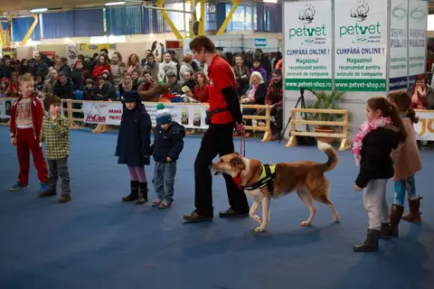 Napoca Dog Show 2016