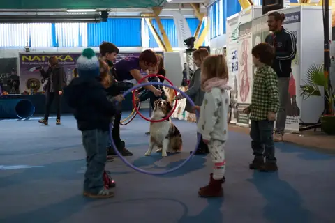 Napoca Dog Show 2016