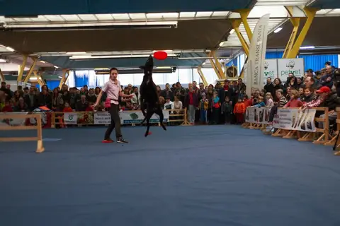 Napoca Dog Show 2016