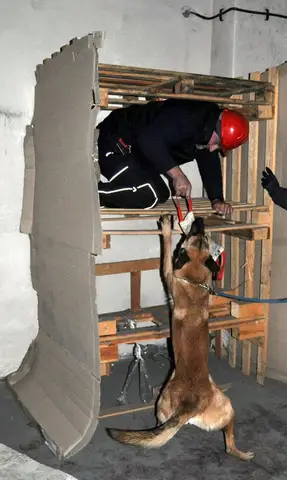 Tabăra națională pentru câini de salvare - CST 2016