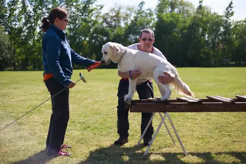 International Training Camp for Search and Rescue Dogs - Jászberény, 2016